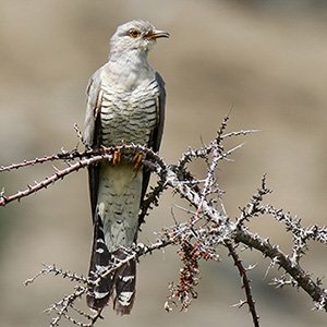 Common Cuckoo